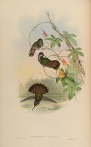 Petasophora delphinae = Colibri delphinae door John Gould